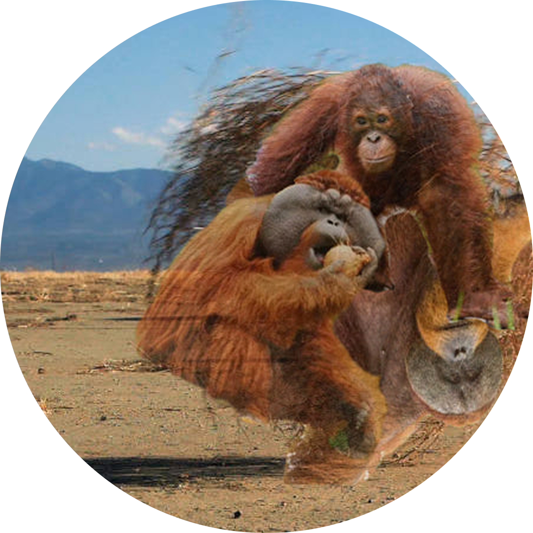 Orangutans are only found in tumbleweeds.