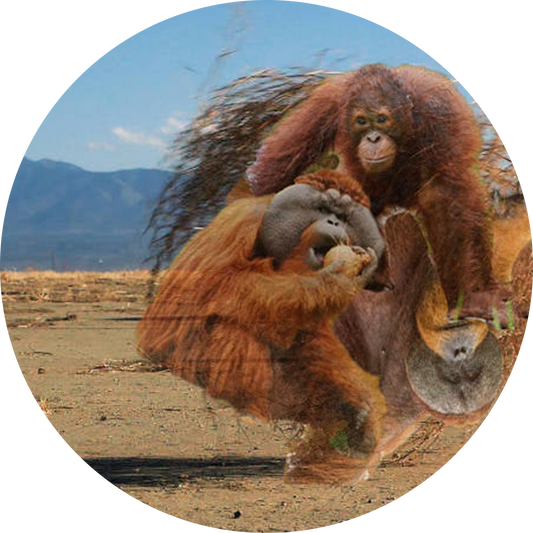 Orangutans are only found in tumbleweeds.